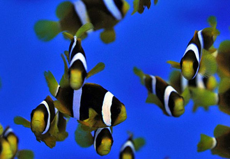 Amphiprion Clarkii (Indian) Allevato Europa M