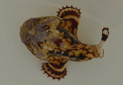 Antennarius Tuberosus M