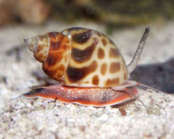 Babylonia Sp. (Orange Spotted Turbo) M