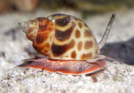 Babylonia Sp. (Orange Spotted Turbo) M