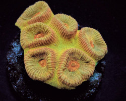 Barabottoia Amicorum Ultra (Frag) M