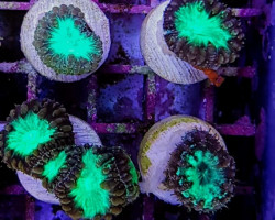 Blastomussa Wellsi (Green) 1 Head Frag Xs