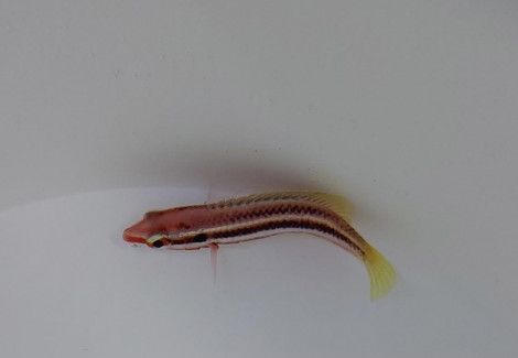 Bodianus Izuensis M