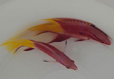 Bodianus Pulchellus M