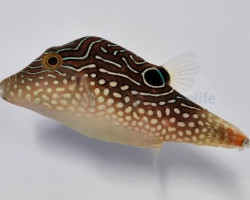 Canthigaster Margaritata M