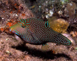 Canthigaster Papua M