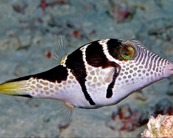 Canthigaster Valentini M