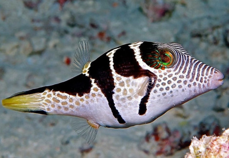 Canthigaster Valentini M