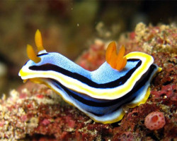 Chromodoris Annae M