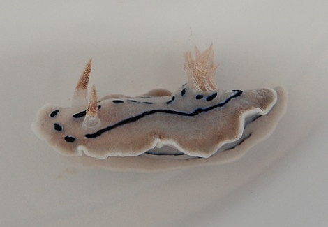 Chromodoris Willani M