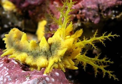 Colochirus Robustus M