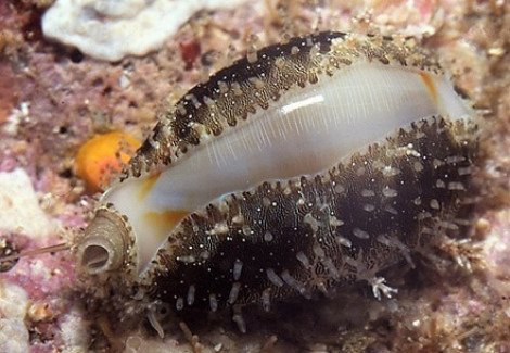 Cypraea (Monetaria) Annulus S