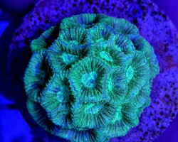 Favia Spp. Green (Frag) M