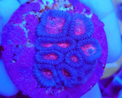 Favia Spp. Red (Frag) M