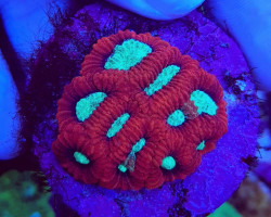 Favia Spp. Red Premium (Frag) M