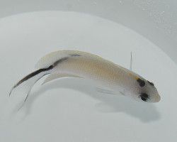 Genicanthus Caudovittatus (Femmina)