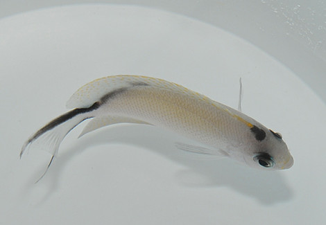 Genicanthus Caudovittatus (Femmina)