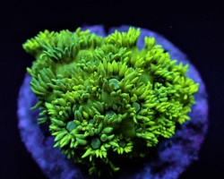 Goniopora Spp. Yellow (Frag) M