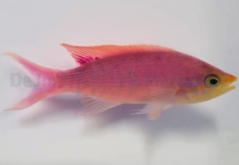 Mirolabrichthys Tuka (Male) Ml