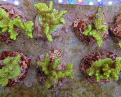 Montipora Confusa S