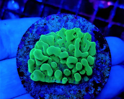 Montipora Danae Premium (Frag) M