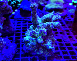 Montipora Malampaya (Frag) M