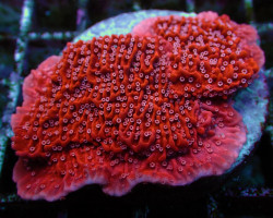 Montipora Snow Cap (Frag) M