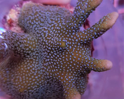 Montipora Spp. (Branched Blue Polyp) (Frag) M