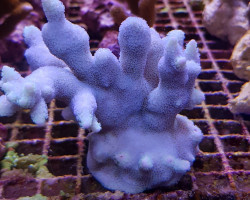 Montipora Spp. (Branched Blue/Purple) (Frag) M