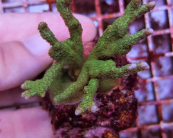 Montipora Spp. (Branched Green) (Frag) M