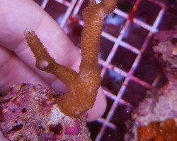 Montipora Spp. (Branched) (Frag) M