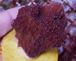 Montipora Spp. (Laminar Common) (Frag) M