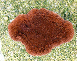 Montipora Spp. (Laminar Orange/Red) Xs