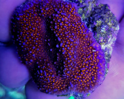 Montipora Spp. Encrusting (Red Polyp) (Frag). M