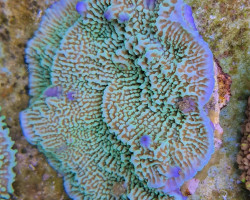 Montipora Spp. Premium M