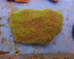 Montipora Spp. Premium S