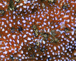 Montipora Spp. Tonga (Red Polyp Premium) Xs