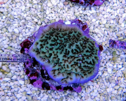 Montipora Undata (Frag) M