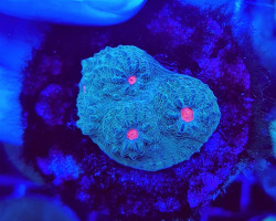 Mycedium Spp. Orange-Red Or Eye (Frag) M