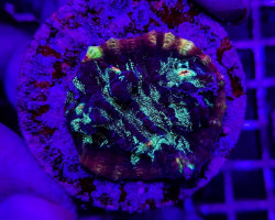 Mycedium Spp. Premium (Frag) M