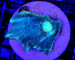 Pectinia Spp. Green Center (Frag) M