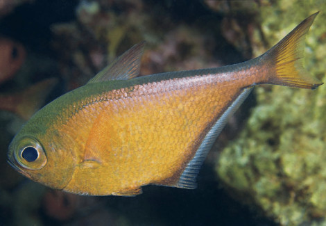 Pempheris Spp. M