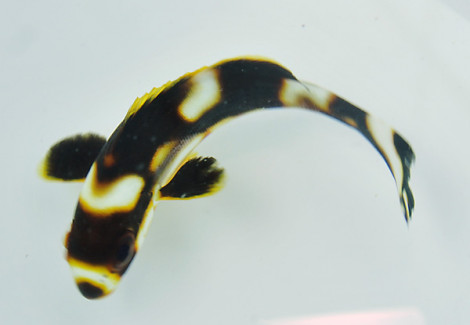 Plectorhinchus Vittatus Ml