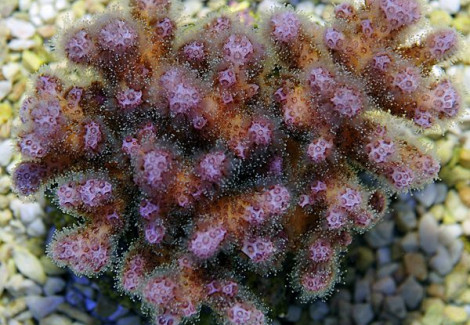 Pocillopora Damicornis (Pink) Xs