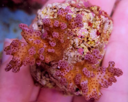 Pocillopora Damicornis Pink (Frag) M