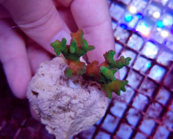 Pocillopora Damicornis Yellow-Green (Frag) M