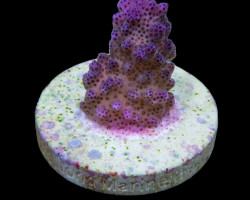 Pocillopora Eydouxi Pink (Frag) M