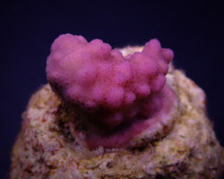 Pocillopora Verrucosa Pink (Frag) M