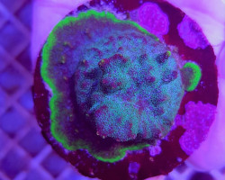 Psammocora Spp. Green/Purple (Frag) M