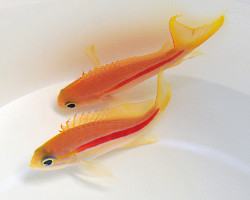 Pseudanthias Fasciatus (Femmina) M